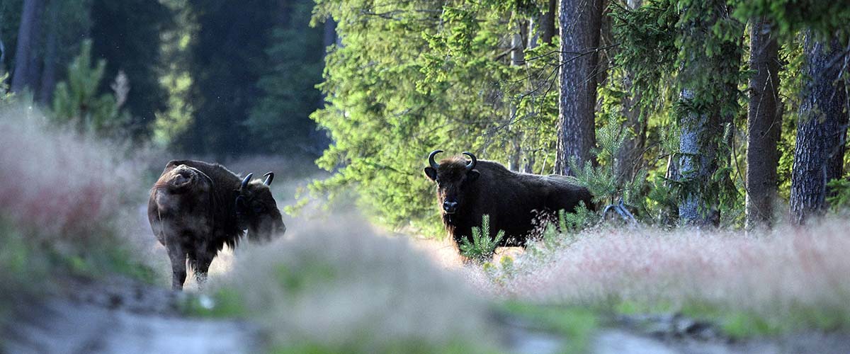 Wisente in einem Rewilding Projekt