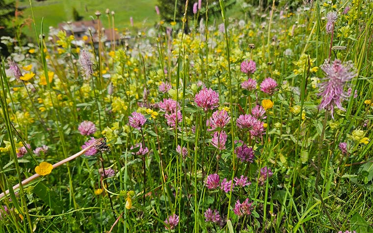 Wildblumenwiese im naturnahen Garten