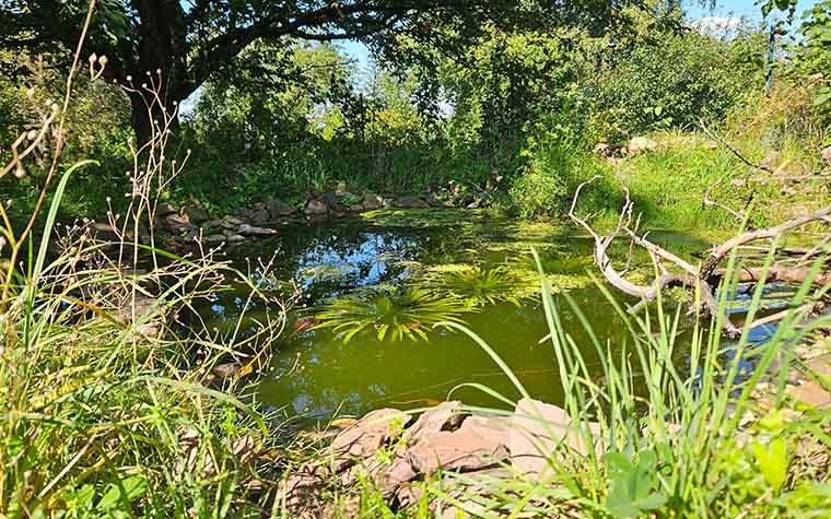 Naturteich mit Krebsschere