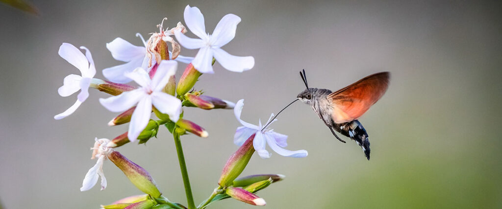 Taubenschwänzchen an Blüte