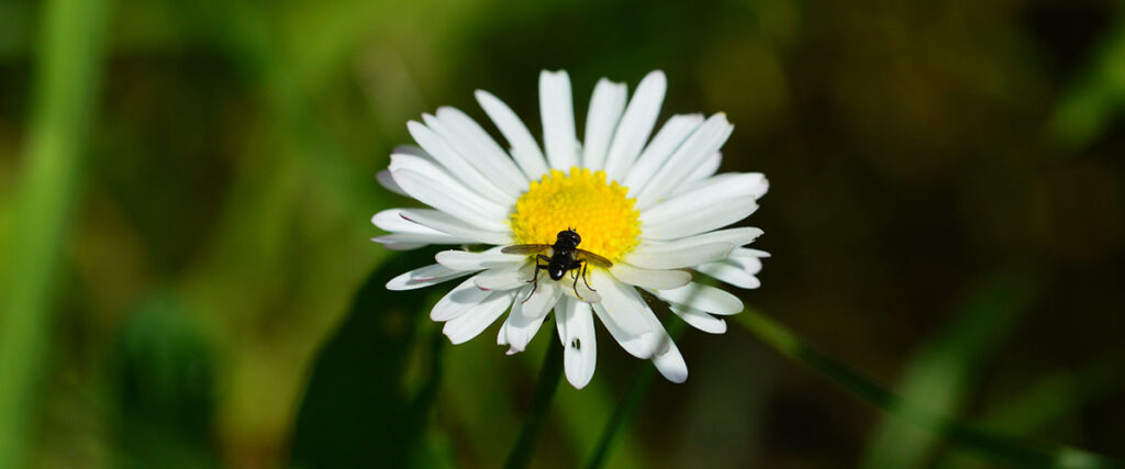 Ein Gänseblümchen auf der Wildblumenwiese