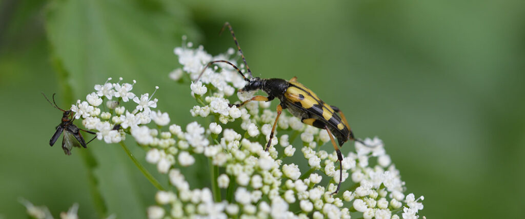 Vielfalt im naturnahen Garten, Schmalbockkäfer