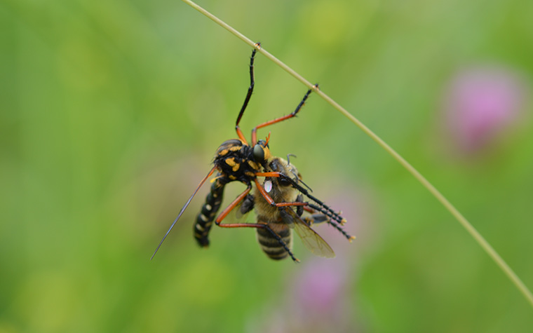 Kleine Wolfsfliege mit Beute