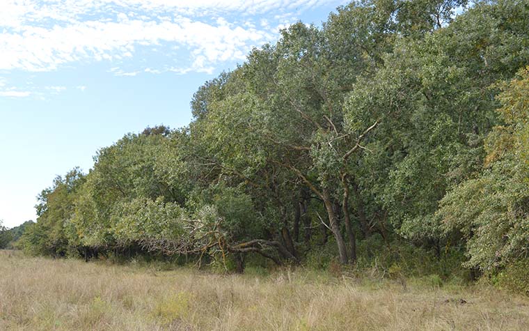 Urwald mit Eichen