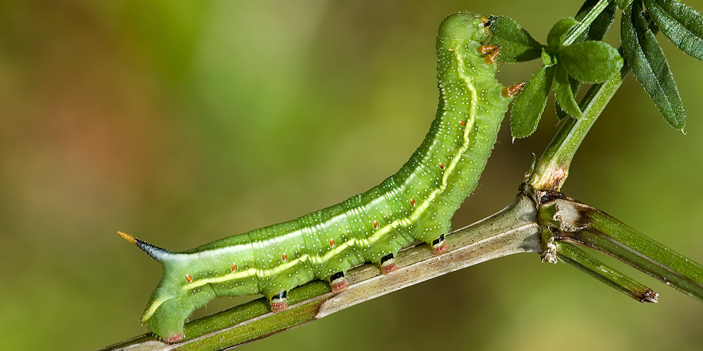 Raupe des Taubenschwänzchens