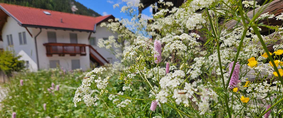 Bergwiese mit wilden Blumen und Haus im Hintergrund