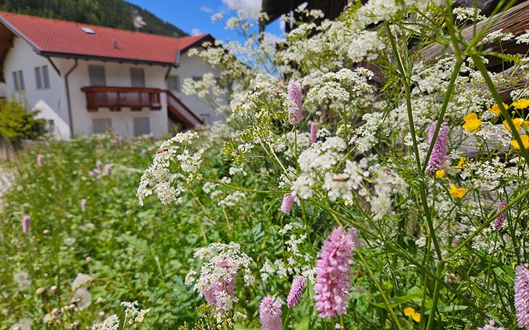 Blumenwiese mit vielen bunten Blumen