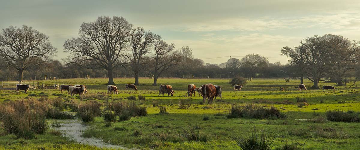 British Lonhorn Rinder in Savannenlandschaft