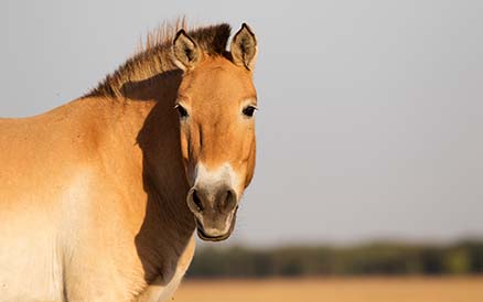 Przewalski-pferd schaut neugierig