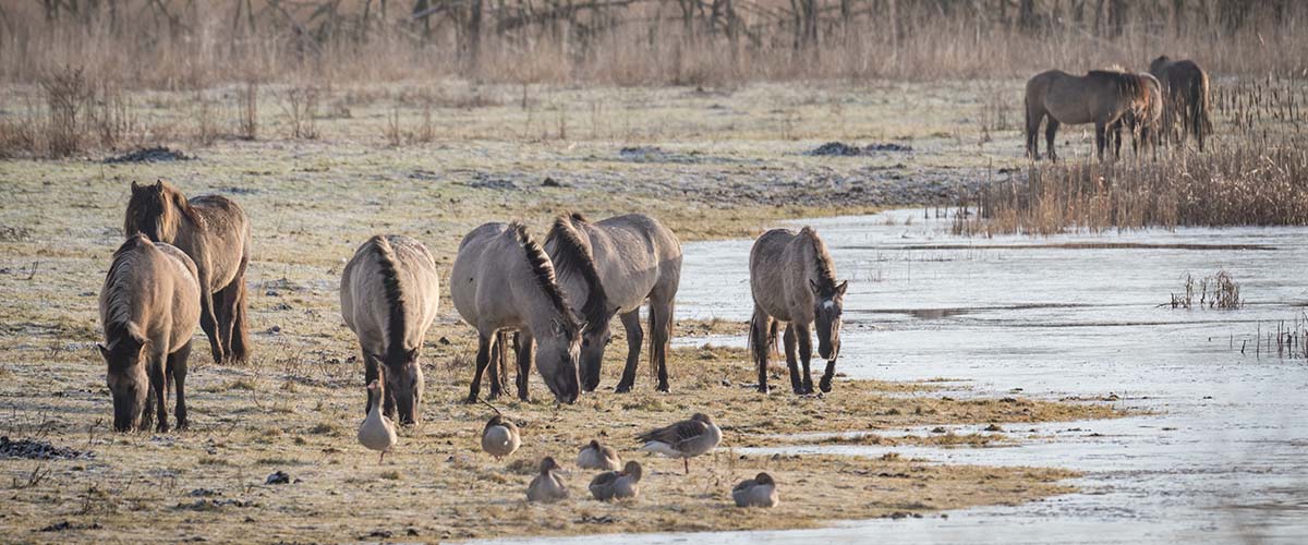 Pferde und Gänse am Ufer eines wilden Gewässers