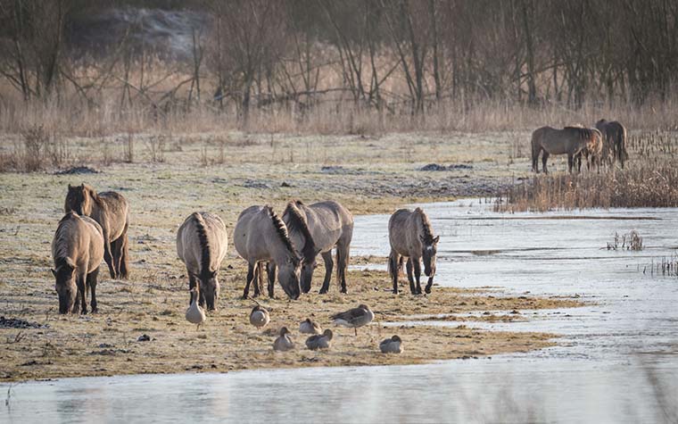 Wildpferde an Wasser