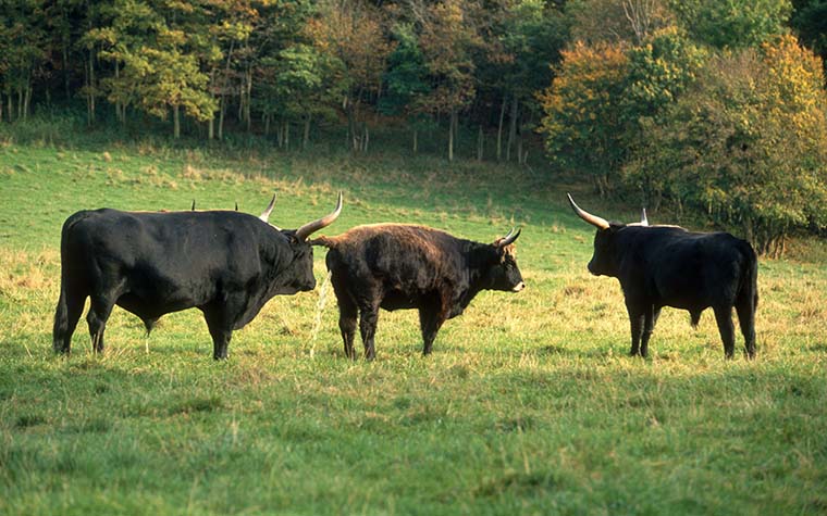 Auerochsen Abbildzüchtung im Wildgehege