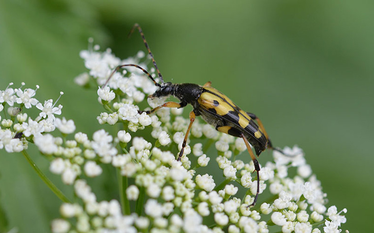 Bockkäfer auf einer Blüte