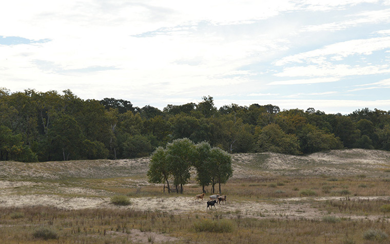 Savannenlandschaft mit wilden Kühen