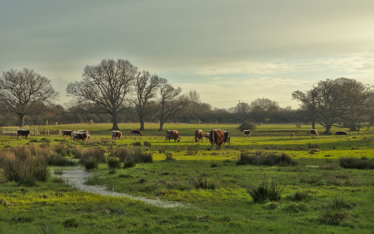 Knepp Wildlands mit Kühen