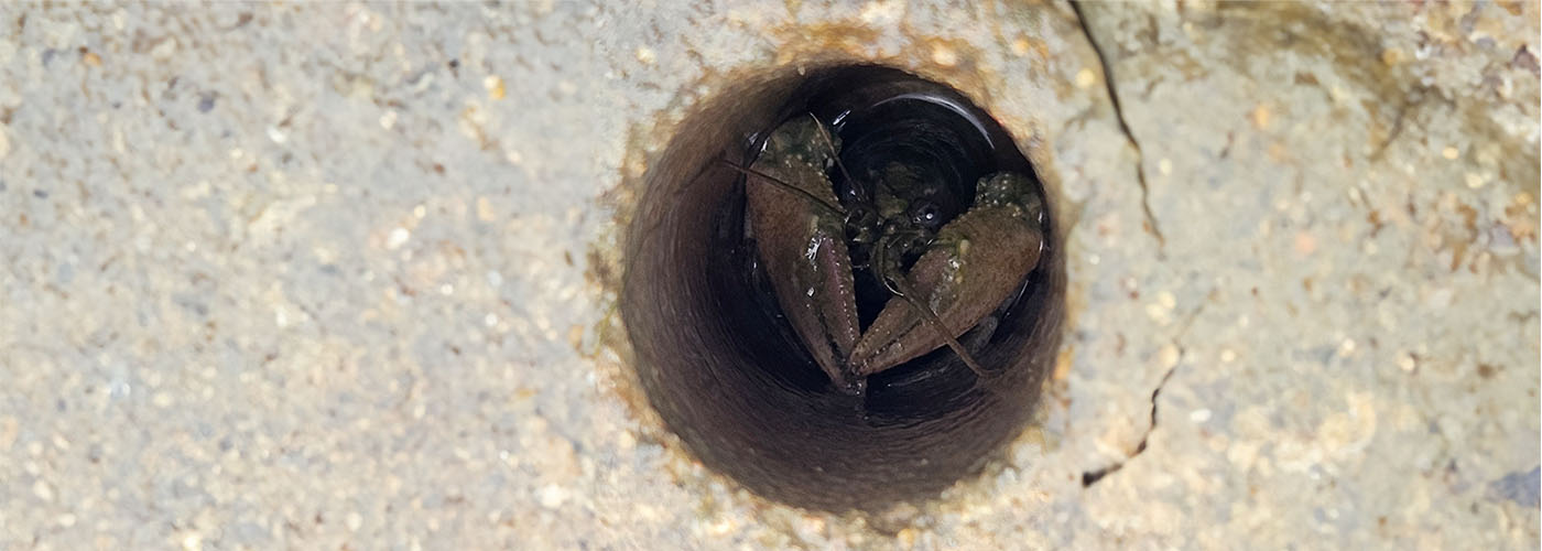 Kalikokrebs schaut aus seiner Höhle