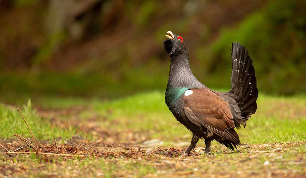 Auerhuhn streng geschützte Art im Naturschutz