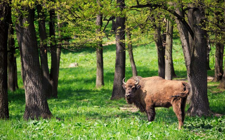 Wisent in Rewilding-Gebiet