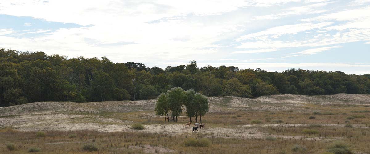 Rinder im Rewilding Gebiet