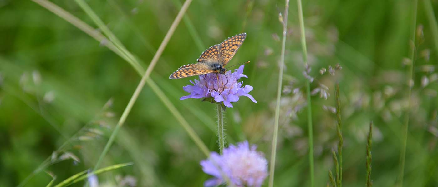 Scheckenfalter auf einer Blumenwiese