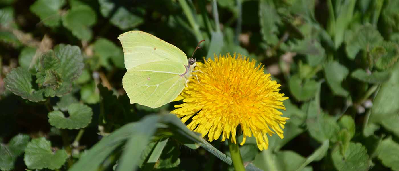 Löwenzahn mit Zitronenfalter