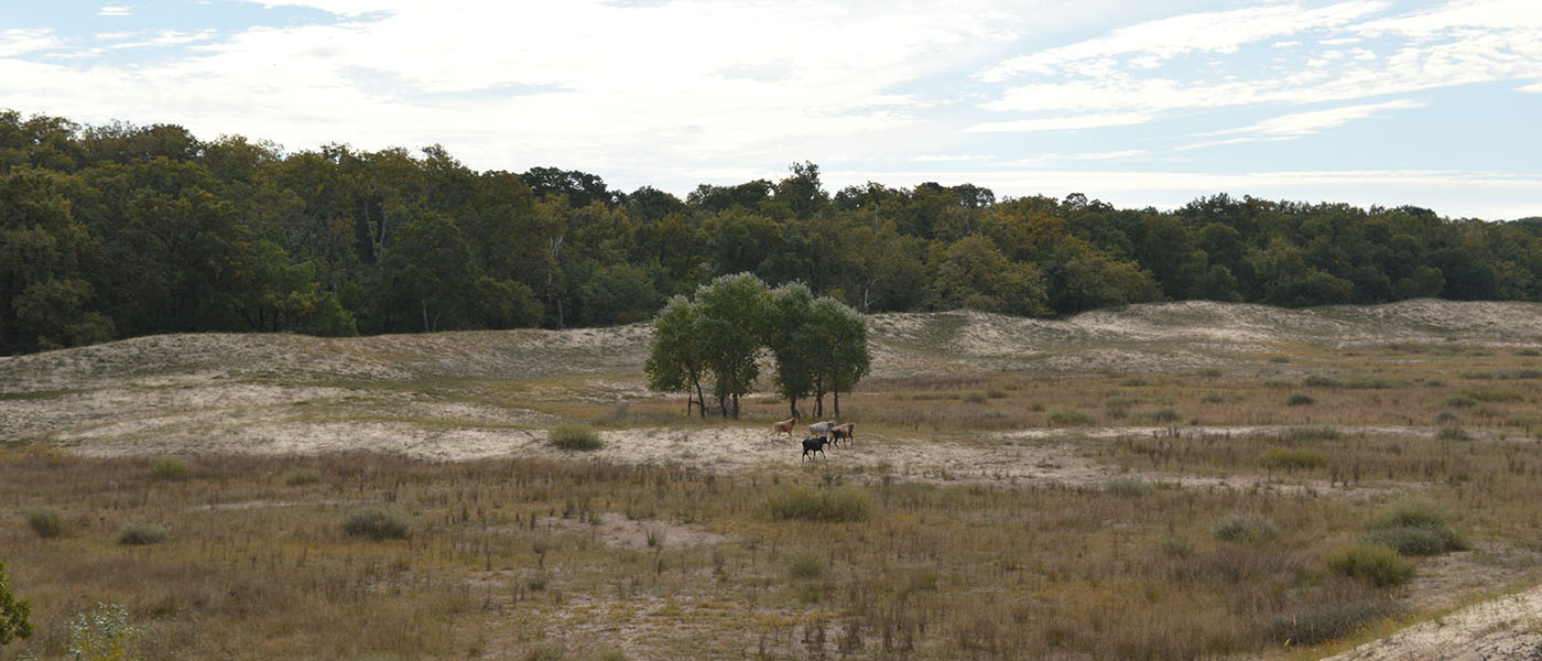 Kühe in der Landschaft