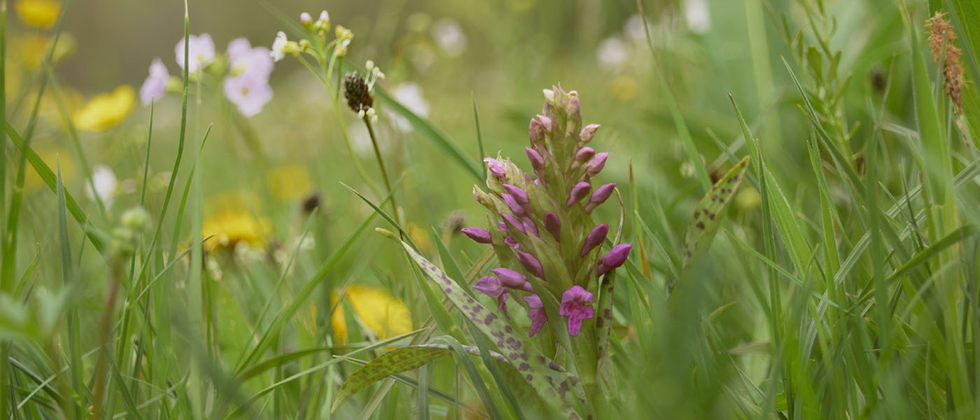 Orchidee auf einer Wiese