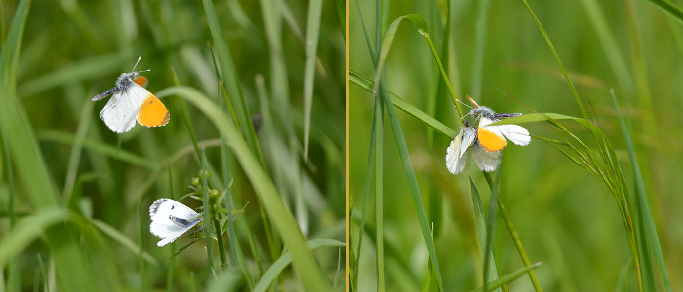 Paarung der Schmetterlinge