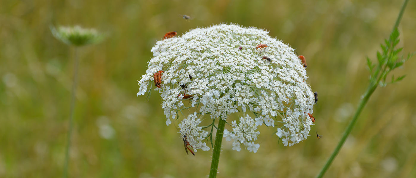 Insekten auf einem Doldenblütler