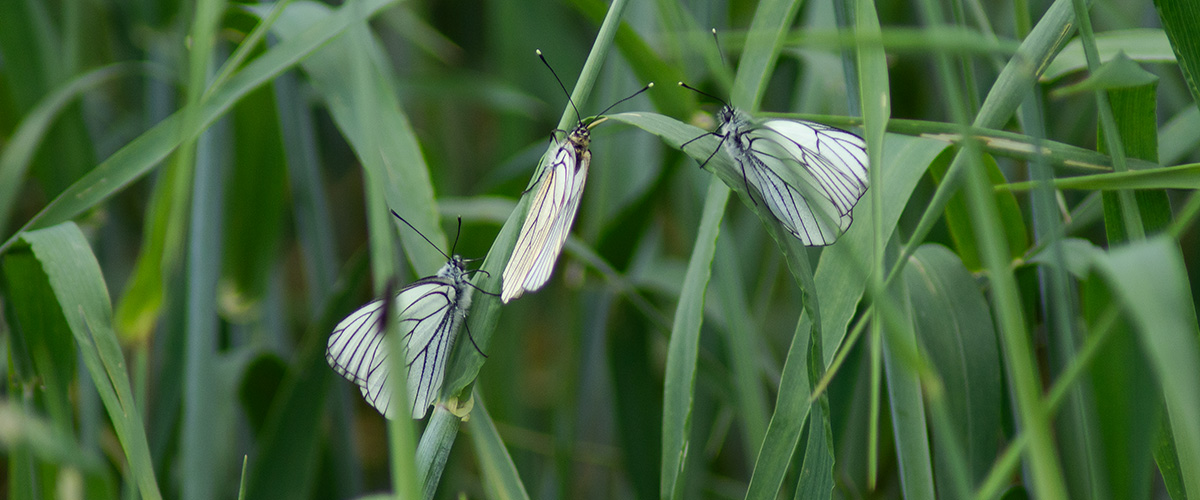 Weißlinge im Gras