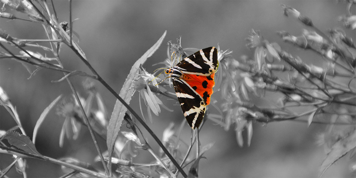 Russischer Bär Schmetterling